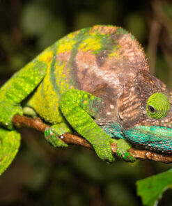 O’Shaughnessy’s Chameleon