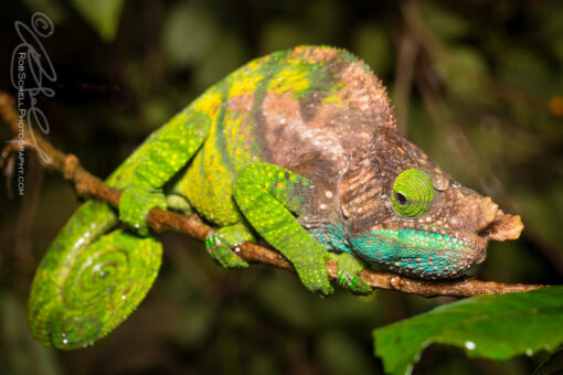 O’Shaughnessy’s Chameleon