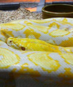 Yellow Boa Constrictor