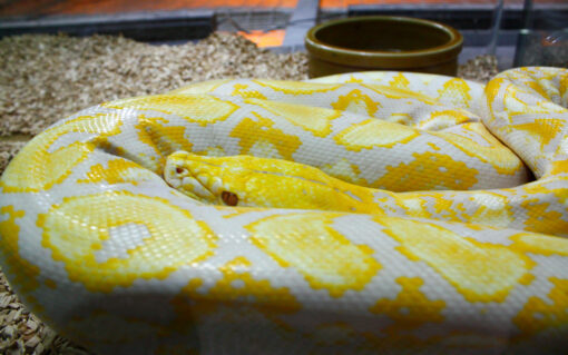 Yellow Boa Constrictor