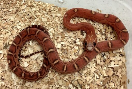 BABY BLOOD RED SCALELESS CORNSNAKE FOR SALE