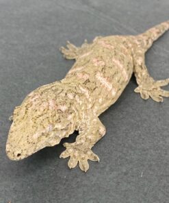 BABY HIGH PINK NU ANA LEACHIANUS GECKOS FOR SALE