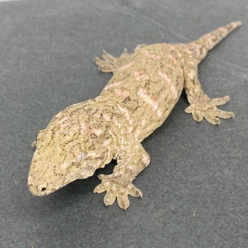 BABY HIGH PINK NU ANA LEACHIANUS GECKOS FOR SALE