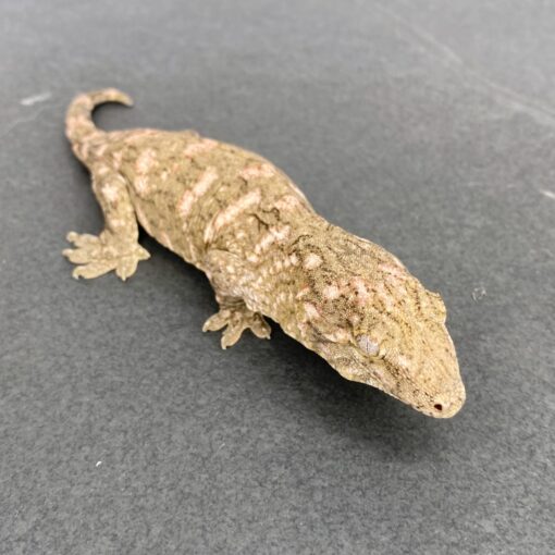 BABY HIGH PINK NU ANA LEACHIANUS GECKOS FOR SALE