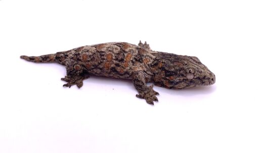 PURPLE NUU ANA LEACHIANUS GECKOS FOR SALE