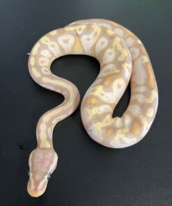 Pastel Ball Python