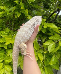 BABY ALBINO BLUE TEGUS FOR SALE