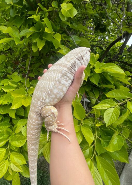 BABY ALBINO BLUE TEGUS FOR SALE