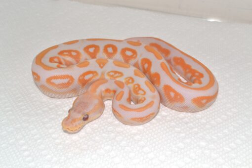 Lavender Albino Ball Python