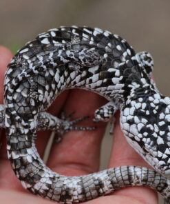 ABRONIA DEPPII FOR SALE