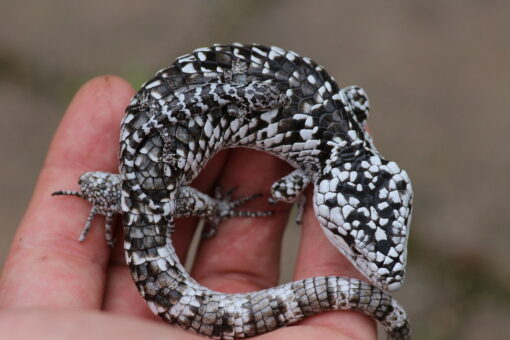 ABRONIA DEPPII FOR SALE