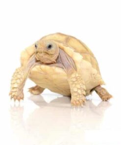 JUVENILE IVORY SULCATA TORTOISE FOR SALE