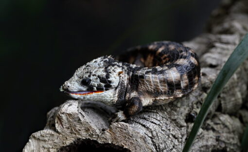 CALICO ABRONIA LYTHROCHILAS FOR SALE