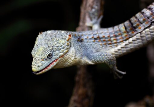 ABRONIA TAENIATA FOR SALE