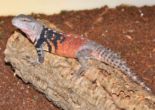 Baby Yucatan Spiny Tail Iguana Ctenosaura Defensor