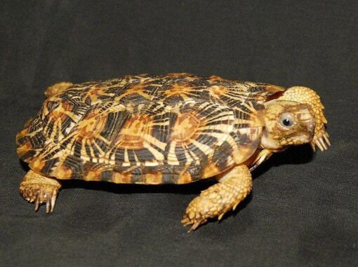 ADULT PANCAKE TORTOISE FOR SALE