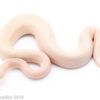 BANANA SUPER PASTEL CHAMPAGNE BALL PYTHONS FOR SALE