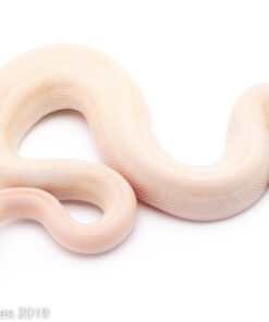 BANANA SUPER PASTEL CHAMPAGNE BALL PYTHONS FOR SALE