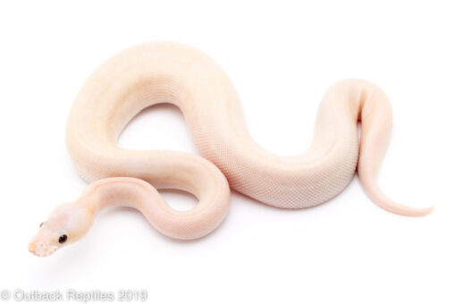 BANANA SUPER PASTEL CHAMPAGNE BALL PYTHONS FOR SALE