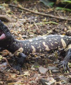 Baby Mexican Beaded Lizard