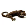 BABY MAINLAND CHAHOUA GECKO FOR SALE