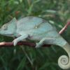 PARSON’S CHAMELEONS FOR SALE