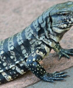 Tegus lizard