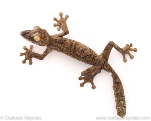 GIANT LEAF TAIL GECKO FOR SALE