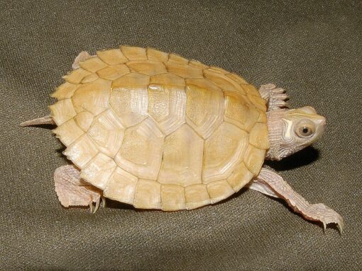 BABY PASTEL HYPO MISSISSIPPI MAP TURTLE FOR SALE