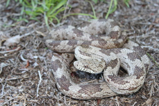 Gray Ratsnake