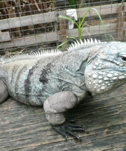 CAYMAN BRAC IGUANAS FOR SALE