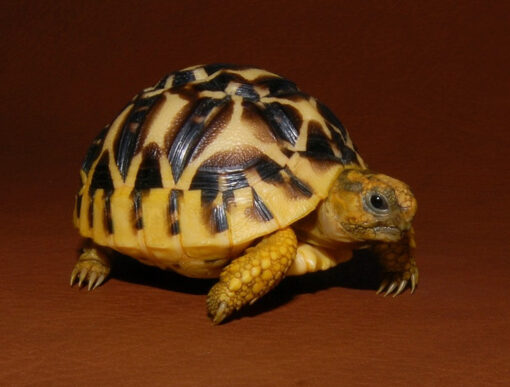 BABY SRI LANKAN STAR TORTOISE FOR SALE