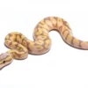 Scaleless Ball Python