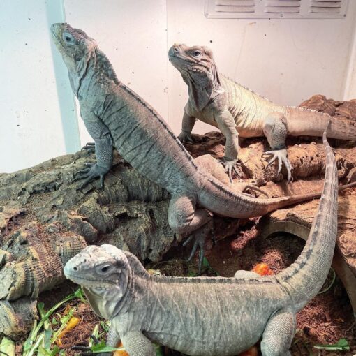 RHINO IGUANAS FOR SALE