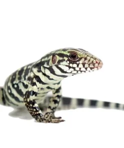 Baby Merica Tegu