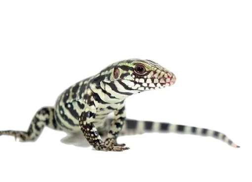 Baby Merica Tegu