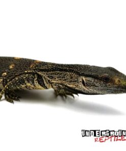 Black throat Monitor