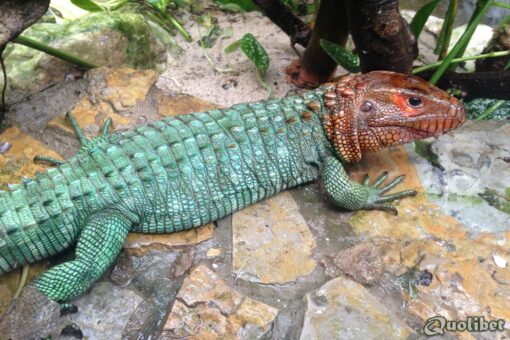 CAIMAN LIZARD FOR SALE