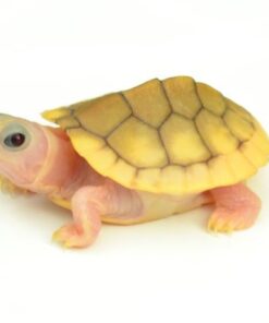 CARAMEL PINK ALBINO RED EAR SLIDER TURTLE FOR SALE