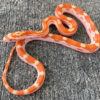 Motley Corn Snake