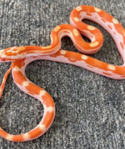 Motley Corn Snake