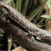 ABRONIA LEUROLEPIS FOR SALE