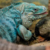 GRAND CAYMAN BLUE IGUANA FOR SALE