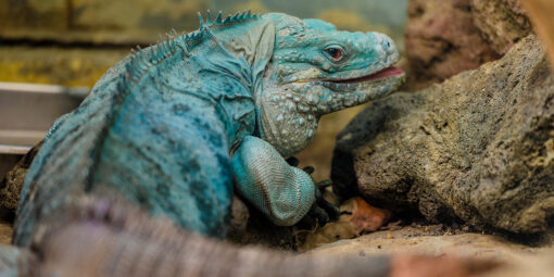 GRAND CAYMAN BLUE IGUANA FOR SALE