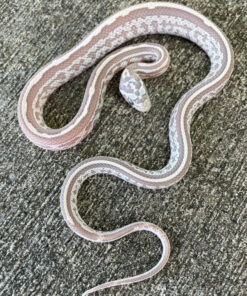 Tessera Corn Snake