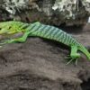 GREEN TREE MONITORS FOR SALE