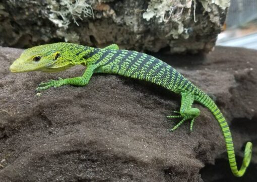 GREEN TREE MONITORS FOR SALE