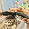 BLACK TREE MONITOR FOR SALE