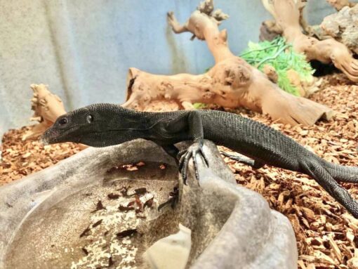 BLACK TREE MONITOR FOR SALE