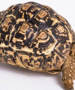 ADULT FEMALE LEOPARD TORTOISES FOR SALE